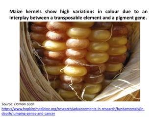 Maize kernels show high variations in colour due to an
interplay between a transposable element and a pigment gene.
Source: Damon Lisch
https://www.hopkinsmedicine.org/research/advancements-in-research/fundamentals/in-
depth/jumping-genes-and-cancer
 