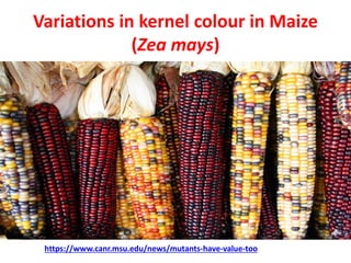 Variations in kernel colour in Maize
(Zea mays)
https://www.canr.msu.edu/news/mutants-have-value-too
 