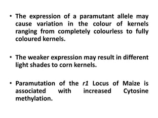 • The expression of a paramutant allele may
cause variation in the colour of kernels
ranging from completely colourless to fully
coloured kernels.
• The weaker expression may result in different
light shades to corn kernels.
• Paramutation of the r1 Locus of Maize is
associated with increased Cytosine
methylation.
 