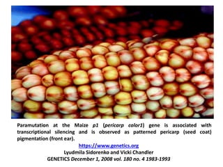 Paramutation at the Maize p1 (pericarp color1) gene is associated with
transcriptional silencing and is observed as patterned pericarp (seed coat)
pigmentation (front ear).
https://www.genetics.org
Lyudmila Sidorenko and Vicki Chandler
GENETICS December 1, 2008 vol. 180 no. 4 1983-1993
 