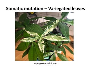 Somatic mutation – Variegated leaves
https://www.reddit.com
 