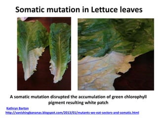 Somatic mutation in Lettuce leaves
A somatic mutation disrupted the accumulation of green chlorophyll
pigment resulting white patch
Kathryn Barton
http://vanishingbananas.blogspot.com/2013/01/mutants-we-eat-sectors-and-somatic.html
 