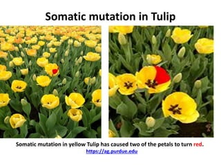 Somatic mutation in Tulip
Somatic mutation in yellow Tulip has caused two of the petals to turn red.
https://ag.purdue.edu
 
