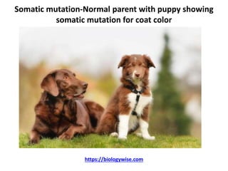 Somatic mutation-Normal parent with puppy showing
somatic mutation for coat color
https://biologywise.com
 
