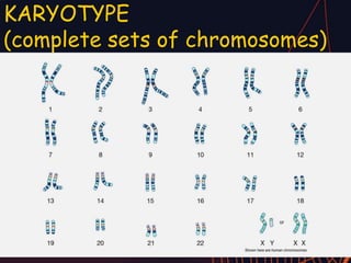 KARYOTYPE
(complete sets of chromosomes)
 