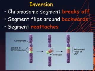 Inversion
• Chromosome segment breaks off
• Segment flips around backwards
• Segment reattaches
 