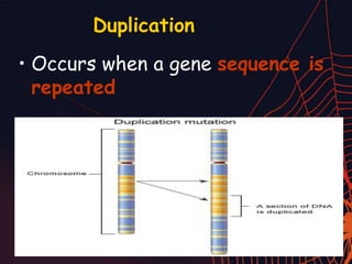 Duplication
• Occurs when a gene sequence is
repeated
 