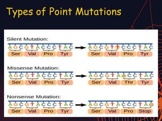 Types of Point Mutations
 