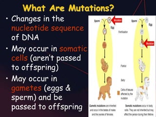Mutation - Types Chromosomal and gene mutation | PPT | Infertility ...
