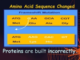 Amino Acid Sequence Changed
Proteins are built incorrectly.
 