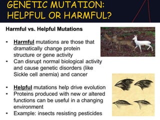 GENETIC MUTATION:
HELPFUL OR HARMFUL?
 