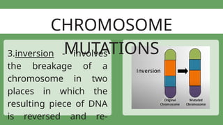 PowerPoint Presentation on Mutations.pptx