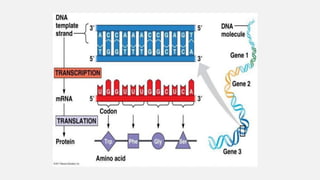Mutations Class 12 MUTATIONS, CLASSIFIICATION AND MOLECULAR BASIS.ppt