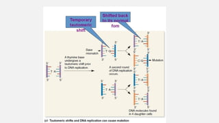 Mutations Class 12 MUTATIONS, CLASSIFIICATION AND MOLECULAR BASIS.ppt