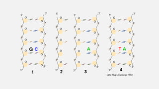 Mutations Class 12 MUTATIONS, CLASSIFIICATION AND MOLECULAR BASIS.ppt