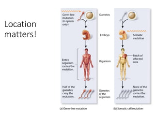 Mutations and Cancer | PPTX