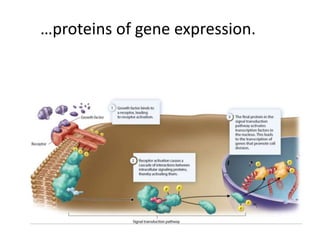 Mutations and Cancer | PPTX