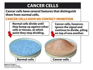 Mutations and Cancer | PPTX