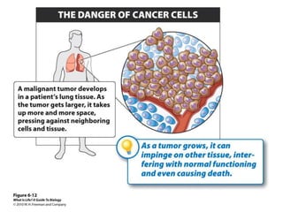 Mutations and Cancer | PPTX