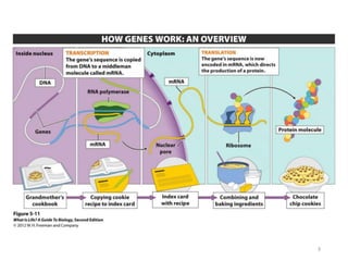 Mutations and Cancer | PPTX