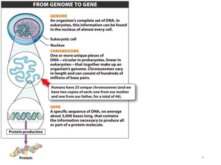 Mutations and Cancer | PPTX