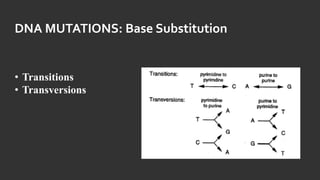 DNA MUTATIONS: Base Substitution
• Transitions
• Transversions
 