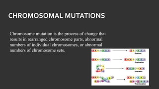 CHROMOSOMAL MUTATIONS
Chromosome mutation is the process of change that
results in rearranged chromosome parts, abnormal
numbers of individual chromosomes, or abnormal
numbers of chromosome sets.
 