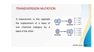 presentation on Mutation simplified.pptx