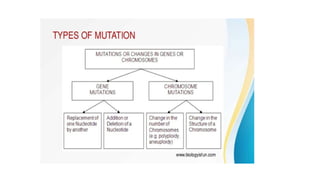 presentation on Mutation simplified.pptx
