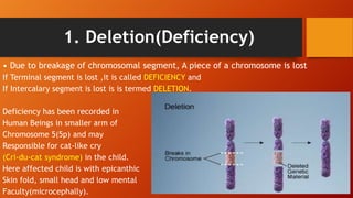 1. Deletion(Deficiency)
• Due to breakage of chromosomal segment, A piece of a chromosome is lost
If Terminal segment is lost ,it is called DEFICIENCY and
If Intercalary segment is lost is is termed DELETION.
Deficiency has been recorded in
Human Beings in smaller arm of
Chromosome 5(5p) and may
Responsible for cat-like cry
(Cri-du-cat syndrome) in the child.
Here affected child is with epicanthic
Skin fold, small head and low mental
Faculty(microcephally).
 