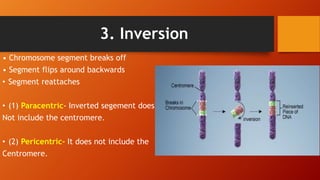 3. Inversion
• Chromosome segment breaks off
• Segment flips around backwards
• Segment reattaches
• (1) Paracentric- Inverted segement does
Not include the centromere.
• (2) Pericentric- It does not include the
Centromere.
 