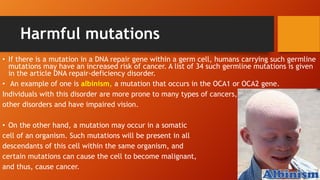 Harmful mutations
• If there is a mutation in a DNA repair gene within a germ cell, humans carrying such germline
mutations may have an increased risk of cancer. A list of 34 such germline mutations is given
in the article DNA repair-deficiency disorder.
• An example of one is albinism, a mutation that occurs in the OCA1 or OCA2 gene.
Individuals with this disorder are more prone to many types of cancers,
other disorders and have impaired vision.
• On the other hand, a mutation may occur in a somatic
cell of an organism. Such mutations will be present in all
descendants of this cell within the same organism, and
certain mutations can cause the cell to become malignant,
and thus, cause cancer.
 