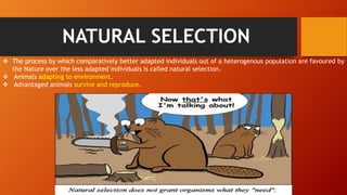 NATURAL SELECTION
 The process by which comparatively better adapted individuals out of a heterogenous population are favoured by
the Nature over the less adapted individuals is called natural selection.
 Animals adapting to environment.
 Advantaged animals survive and reproduce.
 