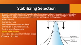 Stabilizing Selection
• It leads to the elimination of organisms having overspecialized characters and maintains
homogenous population which is genetically constant. It favours the average or normal
phenotypes, while eliminates the individuals with extreme expressions.
• Most Common
• Average survives
• Bell-shaped curve narrows due to
elimination of extreme variants.
• So, the peak of curve gets
Higher and Narrower.
e.g. Sickle-cell Anaemia in Human beings
(Frequency 1 in 508)
 