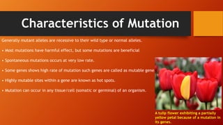 Characteristics of Mutation
Generally mutant alleles are recessive to their wild type or normal alleles.
• Most mutations have harmful effect, but some mutations are beneficial
• Spontaneous mutations occurs at very low rate.
• Some genes shows high rate of mutation such genes are called as mutable gene.
• Highly mutable sites within a gene are known as hot spots.
• Mutation can occur in any tissue/cell (somatic or germinal) of an organism.
A tulip flower exhibiting a partially
yellow petal because of a mutation in
its genes.
 