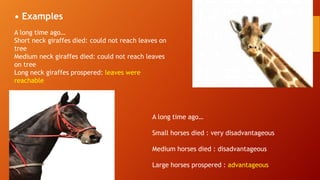 • Examples
A long time ago…
Short neck giraffes died: could not reach leaves on
tree
Medium neck giraffes died: could not reach leaves
on tree
Long neck giraffes prospered: leaves were
reachable
A long time ago…
Small horses died : very disadvantageous
Medium horses died : disadvantageous
Large horses prospered : advantageous
 
