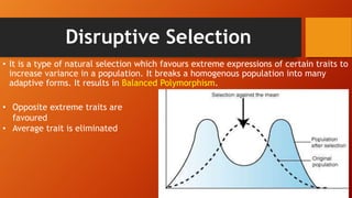 Disruptive Selection
• It is a type of natural selection which favours extreme expressions of certain traits to
increase variance in a population. It breaks a homogenous population into many
adaptive forms. It results in Balanced Polymorphism.
• Opposite extreme traits are
favoured
• Average trait is eliminated
 