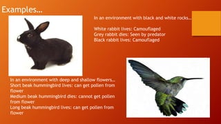 Examples…
In an environment with black and white rocks…
White rabbit lives: Camouflaged
Grey rabbit dies: Seen by predator
Black rabbit lives: Camouflaged
In an environment with deep and shallow flowers…
Short beak hummingbird lives: can get pollen from
flower
Medium beak hummingbird dies: cannot get pollen
from flower
Long beak hummingbird lives: can get pollen from
flower
 