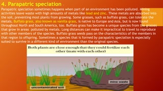 4. Parapatric speciation –
Parapatric speciation sometimes happens when part of an environment has been polluted. Mining
activities leave waste with high amounts of metals like lead and zinc. These metals are absorbed into
the soil, preventing most plants from growing. Some grasses, such as buffalo grass, can tolerate the
metals. Buffalo grass, also known as vanilla grass, is native to Europe and Asia, but is now found
throughout North and South America, too. Buffalo grass has become a unique species from the grasses
that grow in areas polluted by metals. Long distances can make it impractical to travel to reproduce
with other members of the species. Buffalo grass seeds pass on the characteristics of the members in
that region to offspring. Sometimes a species that is formed by parapatric speciation is especially
suited to survive in a different kind of environment than the original species.
 