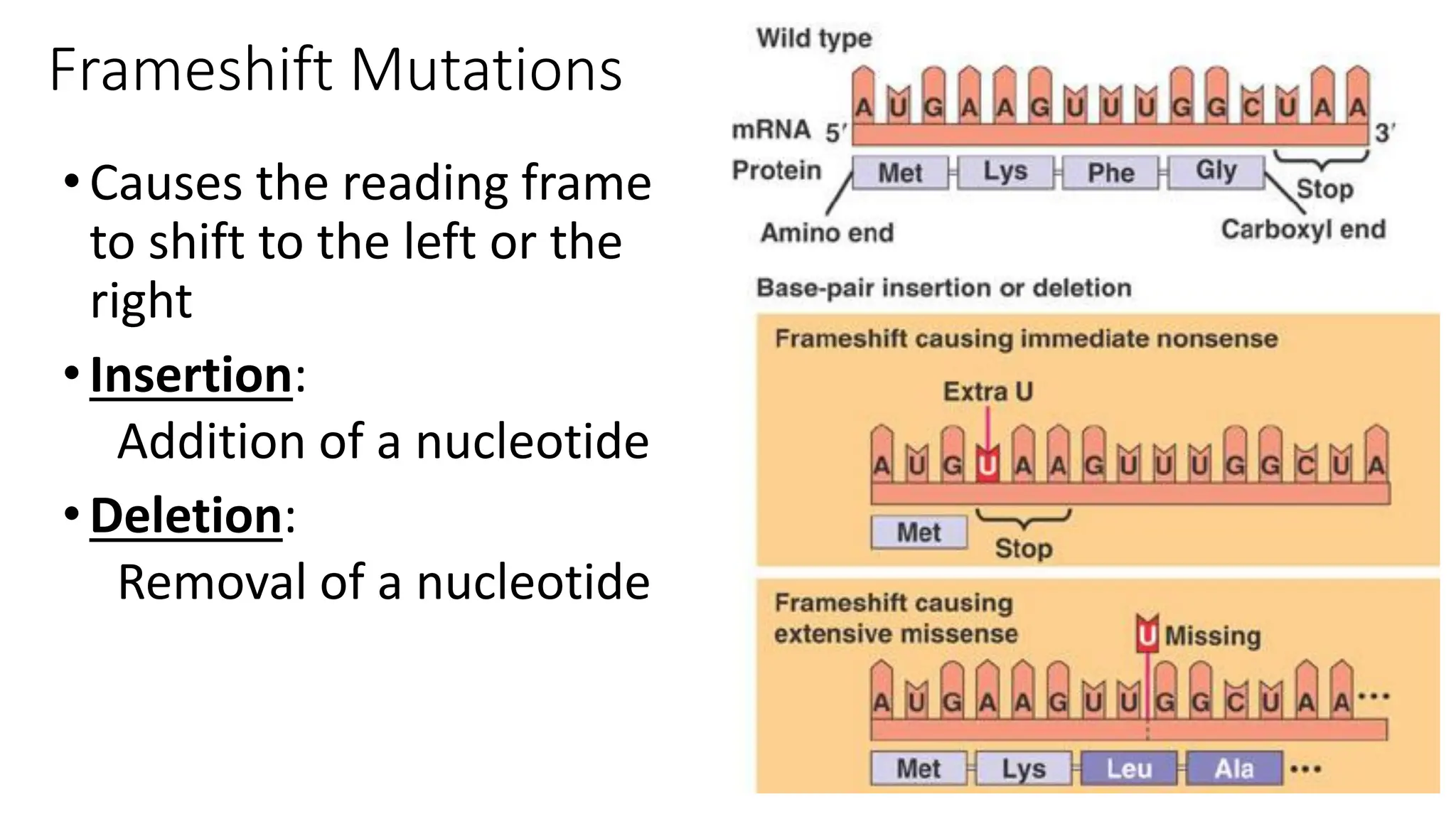 mutations ( types of mutation) point , missense , nonsense PPT