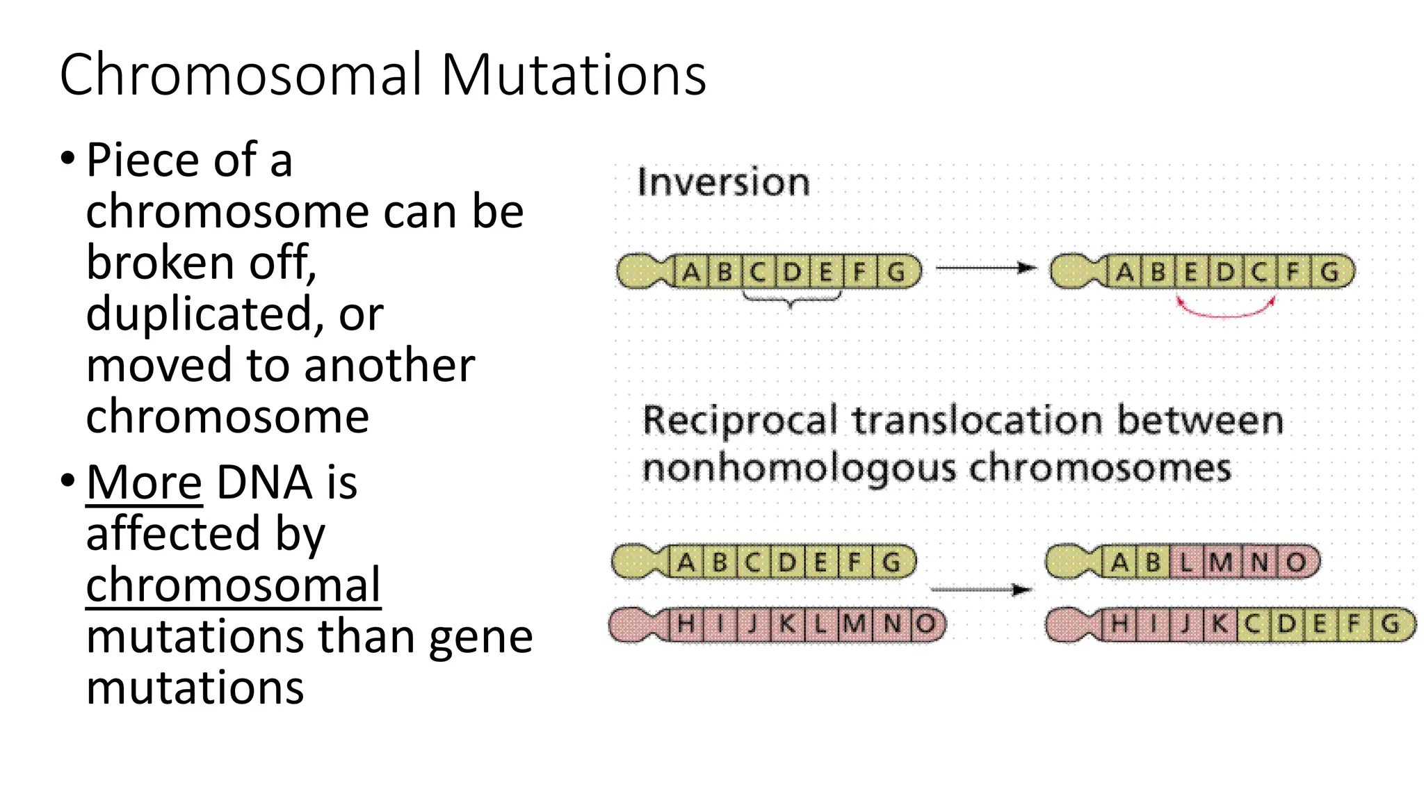 mutations ( types of mutation) point , missense , nonsense PPT