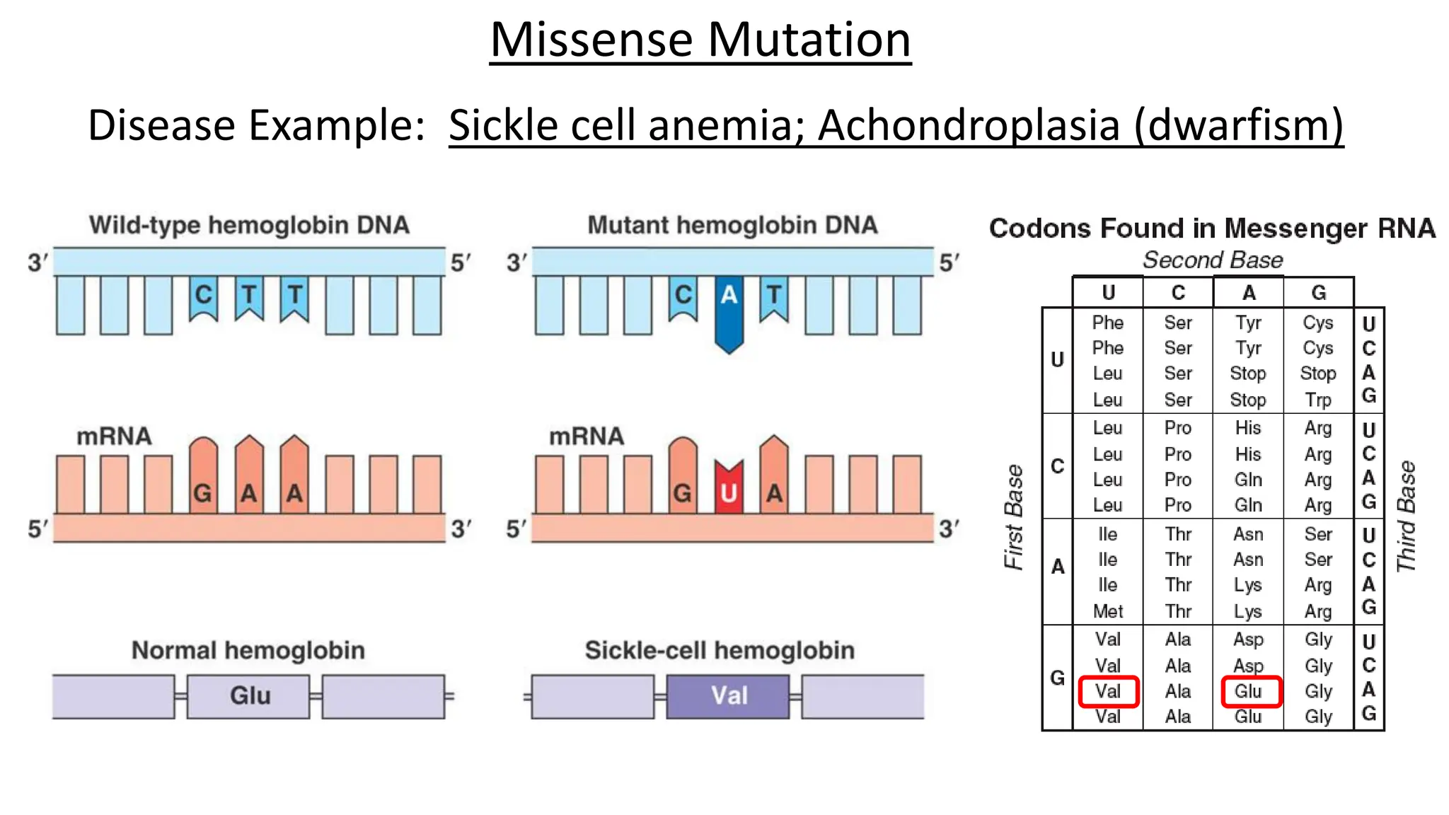 mutations ( types of mutation) point , missense , nonsense PPT