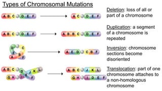 mutations ( types of mutation) point , missense , nonsense | PDF