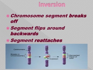  Chromosome   segment breaks
  off
 Segment flips around
  backwards
 Segment reattaches
 