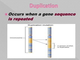  Occurs when a gene sequence
 is repeated
 