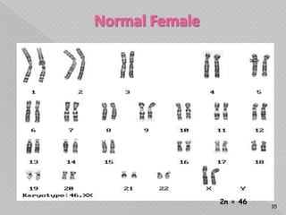 2n = 46
          35
 