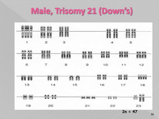 2n = 47
          36
 