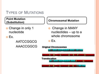 TYPES OF MUTATIONS
Point Mutation
                     Chromosomal Mutation
(Substitution)

 Change in only 1    Change in MANY
  nucleotide           nucleotides – up to a
 Ex.                  whole chromosome
      AATCCGGCG       Ex.

      AAACCGGCG
 