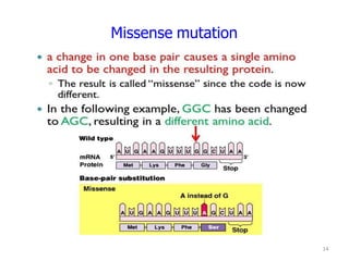 Sense Mutation Examples Mutations- Definition, Types with examples | PDF