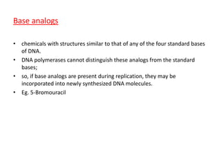Base analogs 
• chemicals with structures similar to that of any of the four standard bases 
of DNA. 
• DNA polymerases cannot distinguish these analogs from the standard 
bases; 
• so, if base analogs are present during replication, they may be 
incorporated into newly synthesized DNA molecules. 
• Eg. 5-Bromouracil 
 